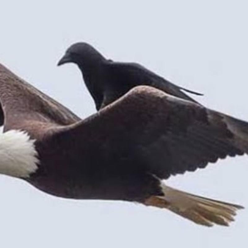 Filosofi Burung Elang dan Gagak: Membaca Arah Konsolidasi Muhammadiyah Berkemajuan