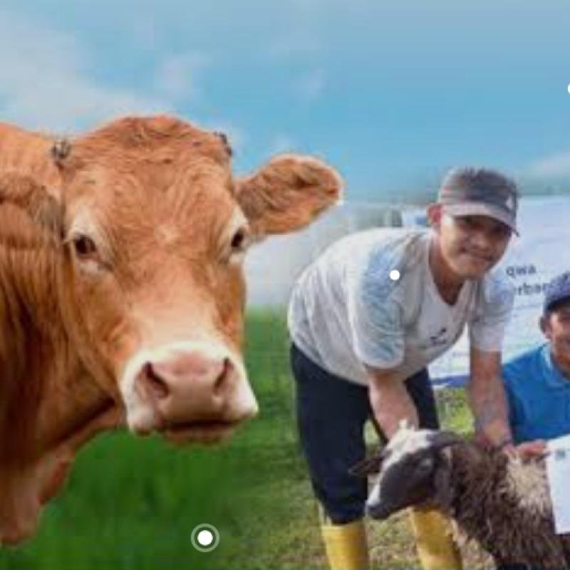 Hukum Berqurban untuk Orang Tua yang Sudah Meninggal, Bolehkah? Pandangan Resmi Muhammadiyah 