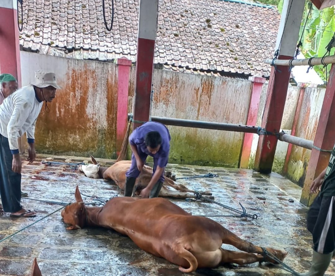 Idul Adha 1447 H : PCM Wonosobo Sembelih 11 Sapi dan 46 Kambing Qurban, Salurkan 1.862 Kantong Daging - Gambar 9