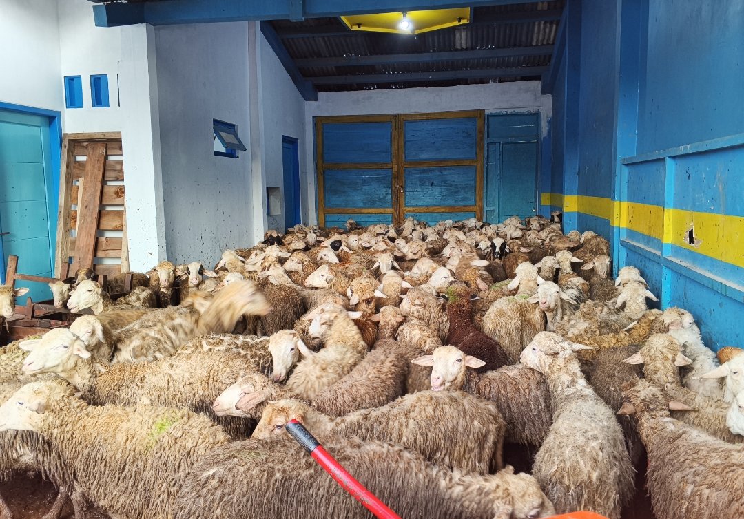 Pertama di Wonosobo, KBIHU Gema Arofah dan Lazismu Sembelih 171 Kambing Dam Haji di Tanah Air - Gambar 7