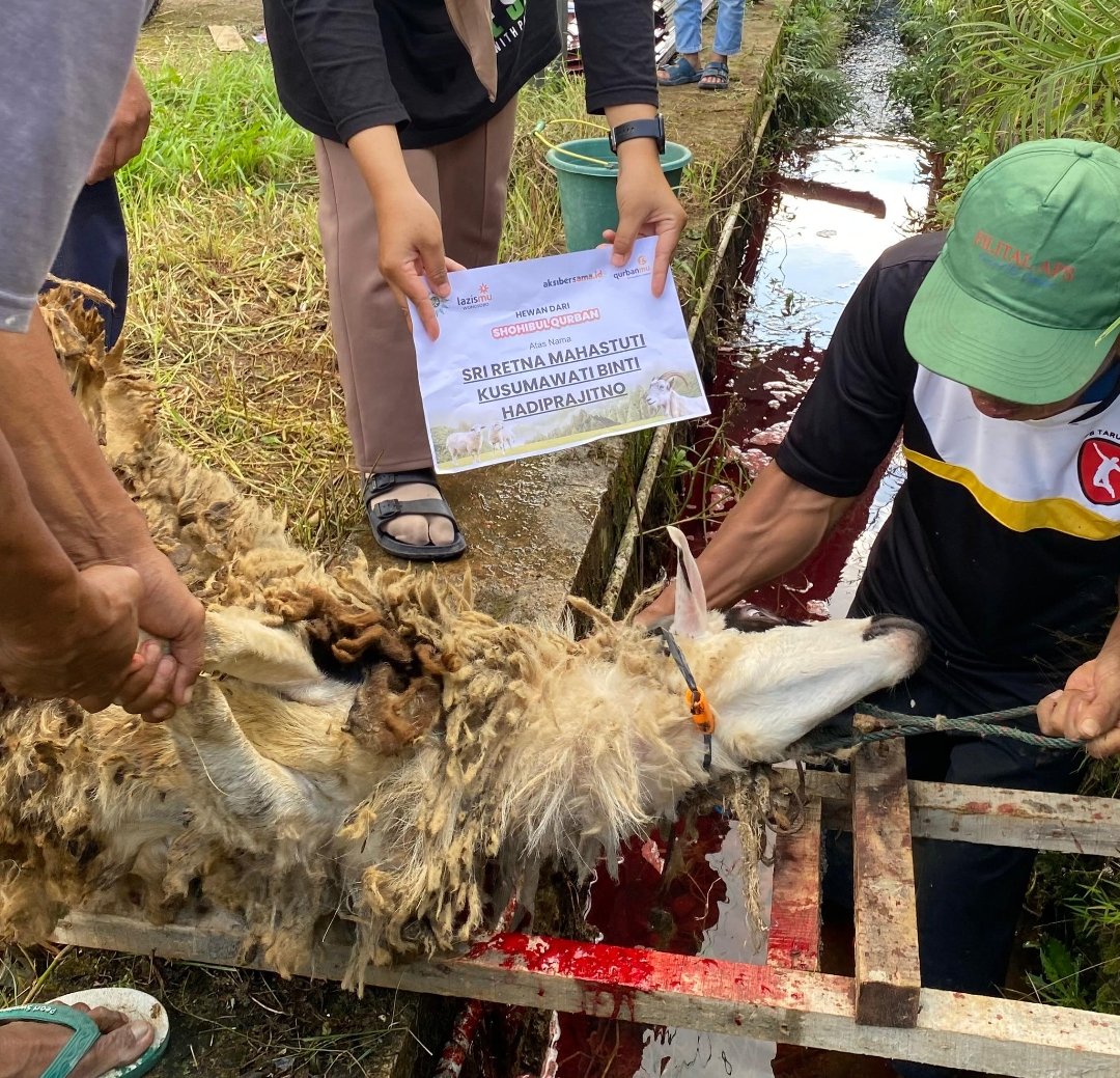 LAZISMU Wonosobo Sukses Gelar Qurban Pak Kumis di Desa Mungkung, Salurkan Sapi dan Belasan Domba - Gambar 3