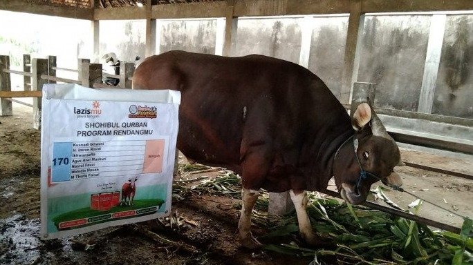 Tembus Rp 9 Miliar, Muhammadiyah Jateng Sulap Sapi Kurban Jadi Rendang Kaleng untuk Daerah 3T - Gambar 3
